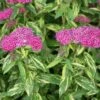 Double Play® Painted Lady® Spirea
