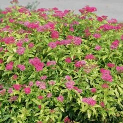 Double Play® Painted Lady® Spirea -Plant Series spiraea double play painted lady 3 sw