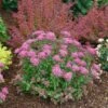 Double Play® Pink Spirea -Plant Series spiraea double play pink 1 sw