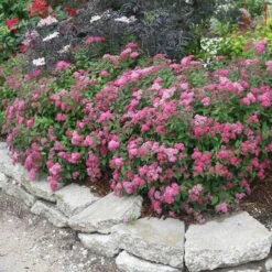 Double Play® Pink Spirea -Plant Series spiraea double play pink 2 sw