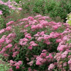 Double Play® Pink Spirea -Plant Series spiraea double play pink 3 sw