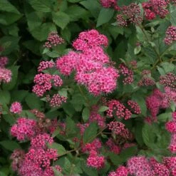 Double Play® Pink Spirea -Plant Series spiraea double play pink 4 sw