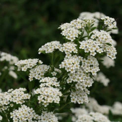 Wedding Cake® Bridal Wreath Spirea -Plant Series spiraea nipponica wedding cake 2