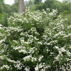 Wedding Cake® Bridal Wreath Spirea -Plant Series spiraea nipponica wedding cake 3