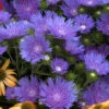'Peachie's Pick' Stokes' Aster 1 'Peachie's Pick' Stokes' Aster -Plant Series stokesia peachies pick 1
