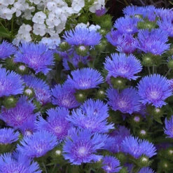 'Peachie's Pick' Stokes' Aster -Plant Series stokesia peachies pick 2