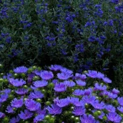 'Peachie's Pick' Stokes' Aster -Plant Series stokesia peachies pick 3