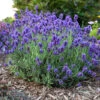 Sweet Romance® Lavender 2 Sweet Romance® Lavender -Plant Series sweet romance lavandula 1
