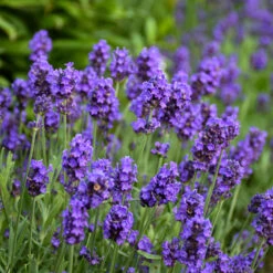 Sweet Romance® Lavender 8 Sweet Romance® Lavender -Plant Series sweet romance lavandula 2