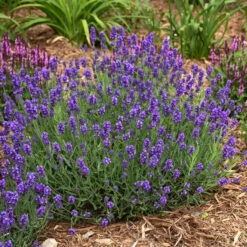 Sweet Romance® Lavender 7 Sweet Romance® Lavender -Plant Series sweet romance lavandula 3