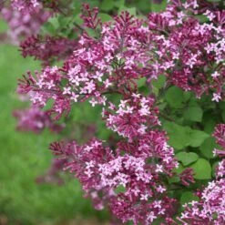 Bloomerang® Dark Purple Reblooming Lilac 10 Bloomerang® Dark Purple Reblooming Lilac -Plant Series syringa bloomerang dark purple 1 d73cfa69 06cc 4d20 84e4 d400f67ff85a sw