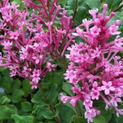 Bloomerang® Dwarf Pink Reblooming Lilac -Plant Series syringa bloomerang dwarf pink lilac 2 7df6e95e de0a 42c8 a75d a6461498ac63 sw