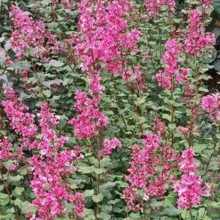 Bloomerang® Dwarf Pink Reblooming Lilac -Plant Series syringa bloomerang dwarf pink lilac 3 90d9a641 6508 400c a33c 738aae7d525d sw