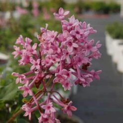 Bloomerang® Dwarf Pink Reblooming Lilac -Plant Series syringa bloomerang dwarf pink lilac 4 8966bce5 8ef0 449e a4c9 daa5789b0725 sw