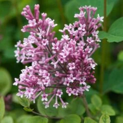 Bloomerang® Dwarf Pink Reblooming Lilac -Plant Series syringa bloomerang dwarf pink lilac 5 50a99c2d 27cc 441b 9d5a 6c5c9f36fb3a sw