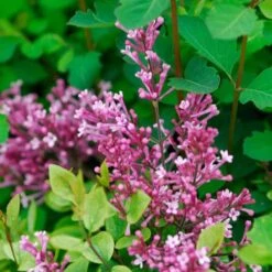 Bloomerang® Dwarf Pink Reblooming Lilac -Plant Series syringa bloomerang dwarf pink lilac 6 ebc88012 3b1b 494c 9eef 9d46293e6941 sw