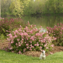 Scent And Sensibility™ Pink Lilac -Plant Series syringa scent sensibility pink 1