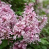 Scent And Sensibility™ Pink Lilac -Plant Series syringa scent sensibility pink 2