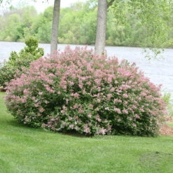 Scent And Sensibility™ Pink Lilac -Plant Series syringa scent sensibility pink 3