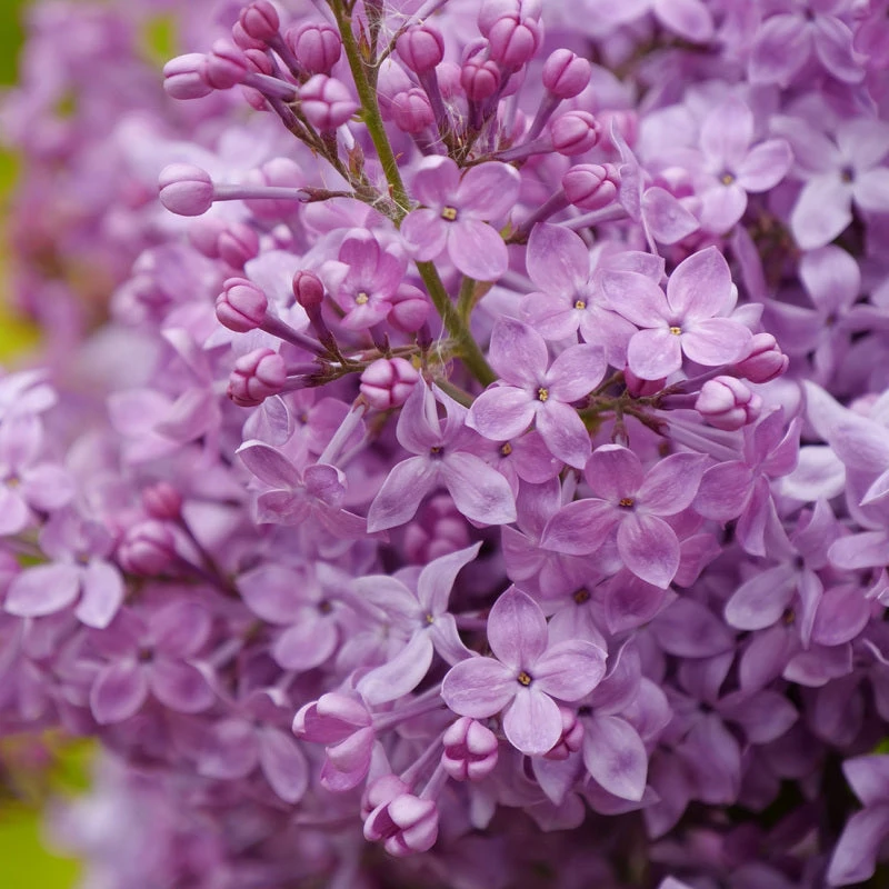 Scentara Pura® Lilac 3 Scentara Pura® Lilac