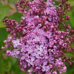 Scentara Pura® Lilac 9 Scentara Pura® Lilac -Plant Series syringa scentara pura 5