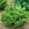 Stonehenge Dark Druid® Yew 2 Stonehenge Dark Druid® Yew -Plant Series taxus stonehenge dark druid yew 1