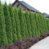 'Emerald Green' Arborvitae (aka 'Smaragd')