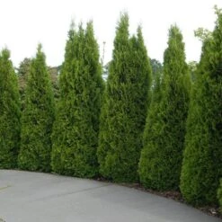 'Emerald Green' Arborvitae (aka 'Smaragd') 14 'Emerald Green' Arborvitae (aka 'Smaragd') -Plant Series thuja emerald arborvitae 5 sw