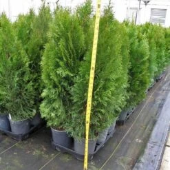 'Emerald Green' Arborvitae (aka 'Smaragd') 15 'Emerald Green' Arborvitae (aka 'Smaragd') -Plant Series thuja emerald arborvitae 6 sw