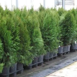 'Emerald Green' Arborvitae (aka 'Smaragd') 16 'Emerald Green' Arborvitae (aka 'Smaragd') -Plant Series thuja emerald arborvitae 7 sw