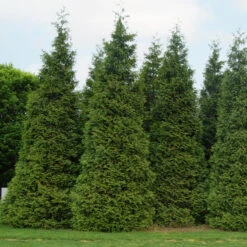 'Green Giant' Arborvitae/Thuja -Plant Series thuja green giant 3copy2