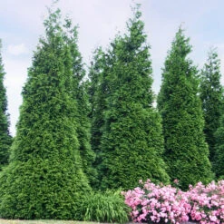 'Green Giant' Arborvitae/Thuja