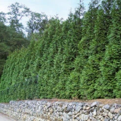 'Green Giant' Arborvitae/Thuja -Plant Series thuja green giant 6copy2