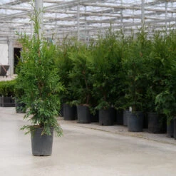 'Green Giant' Arborvitae/Thuja -Plant Series thuja green giant 8copy