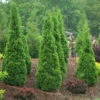 North Pole® Arborvitae -Plant Series thuja north pole 1