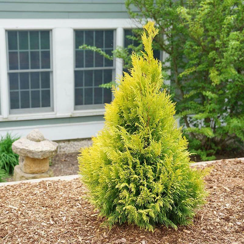 Fluffy® Arborvitae 3 Fluffy® Arborvitae
