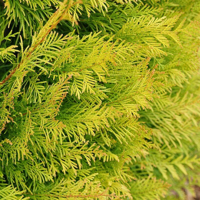 Fluffy® Arborvitae 4 Fluffy® Arborvitae - Image 2