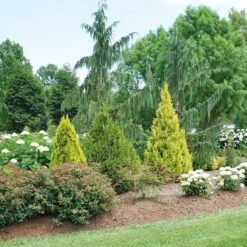 Fluffy® Arborvitae 8 Fluffy® Arborvitae -Plant Series thuja plicata fluffy 3 sw