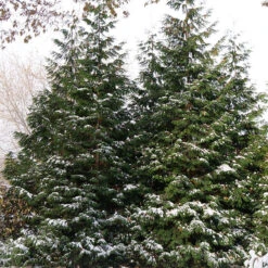 Spring Grove® Western Arborvitae 8 Spring Grove® Western Arborvitae -Plant Series thuja plicata spring grove 2