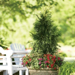 Spring Grove® Western Arborvitae 9 Spring Grove® Western Arborvitae -Plant Series thuja plicata spring grove 3