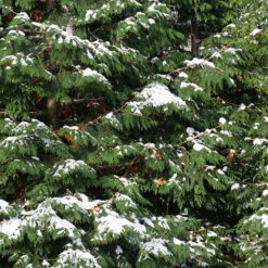 Spring Grove® Western Arborvitae 10 Spring Grove® Western Arborvitae -Plant Series thuja plicata spring grove 4