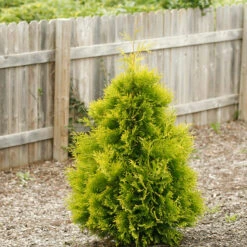 Polar Gold® Arborvitae -Plant Series thuja polar gold 1