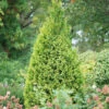 Polar Gold® Arborvitae 1 Polar Gold® Arborvitae -Plant Series thuja polar gold 2