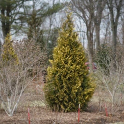 Polar Gold® Arborvitae -Plant Series thuja polar gold 3