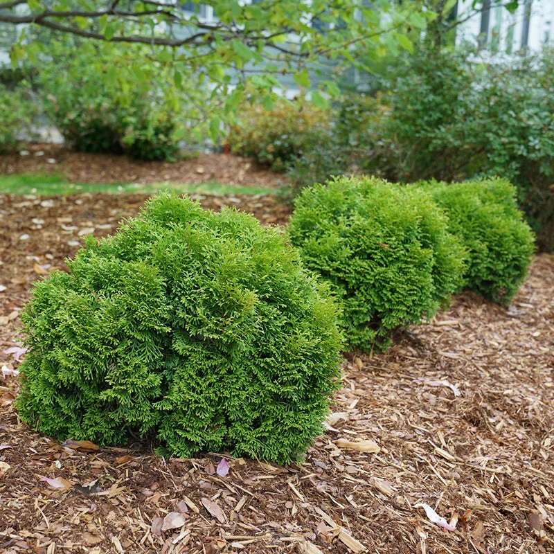 Tater Tot® Arborvitae 4 Tater Tot® Arborvitae - Image 2