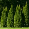 'Hetz Wintergreen' Arborvitae 2 'Hetz Wintergreen' Arborvitae -Plant Series thuja wintergreen arborvitae 12 800x800 6434ccb