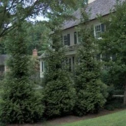 'Hetz Wintergreen' Arborvitae 7 'Hetz Wintergreen' Arborvitae -Plant Series thuja wintergreen arborvitae 3 sw