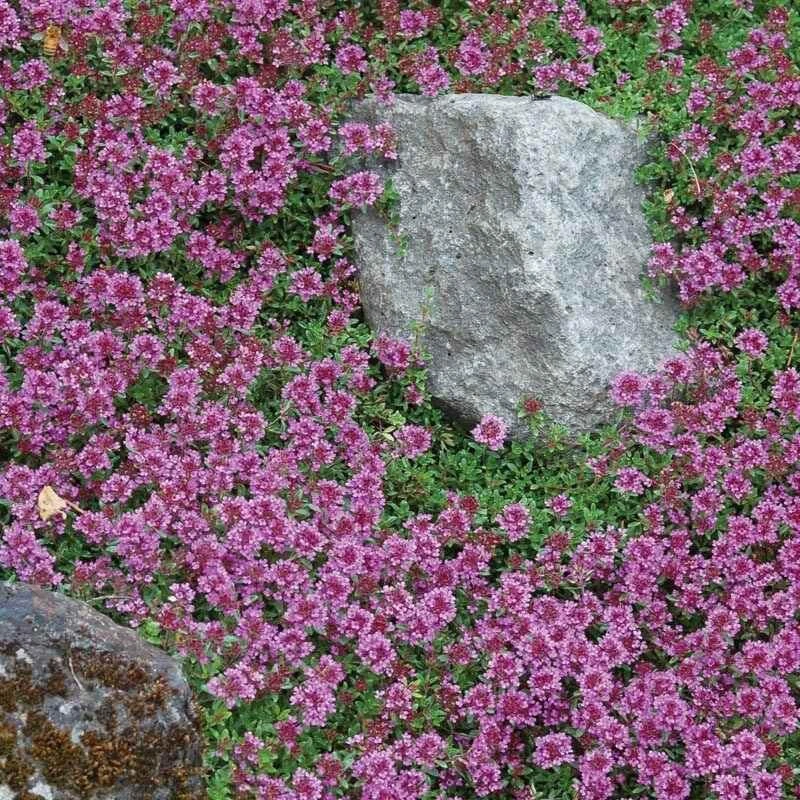 Red Creeping Thyme 4 Red Creeping Thyme - Image 2