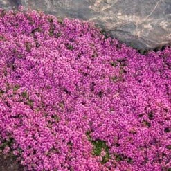 Red Creeping Thyme 8 Red Creeping Thyme -Plant Series thymus coccineus creeping thyme 2 sw