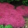 Red Creeping Thyme -Plant Series thymus coccineus creeping thyme 3 sw